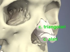 fig. 4_cartilagini della punta del naso- le alari e le triangolari