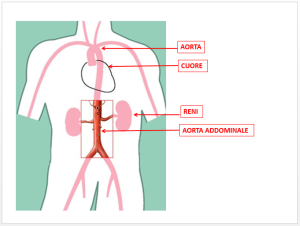 luca-dainese-fig-1-aorta-addominale