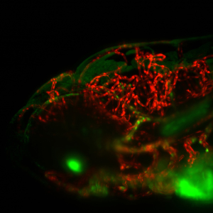 FLIred 7days head lateral view_Maximum intensity projection cover