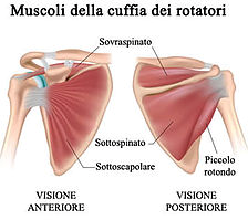 fig-1-articolo-spalla-ugo-camilleri