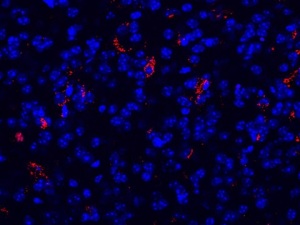 ricerca-sma-nico-torino-2