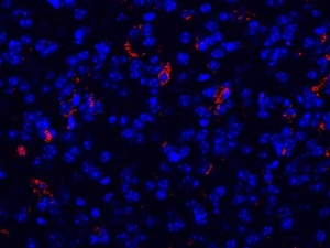 ricerca-sma-nico-torino-2