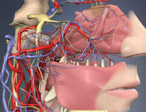 fig. 3_vascolarizzazione arteriosa e venosa del naso