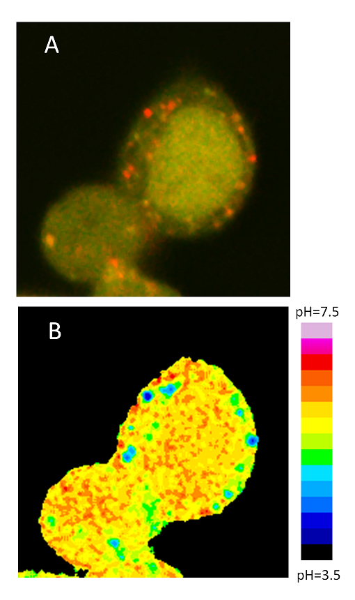 immagine-in-fluorescenza-A-e mappa-di-acidità-B-di-una-cellula