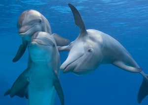 delfini-nico-1