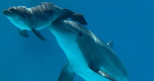 delfini-nico-2