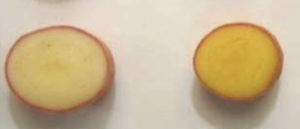 patata-golden-potato-enea