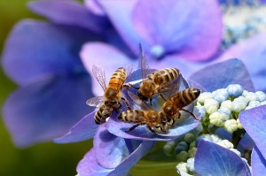api-fiori-blu