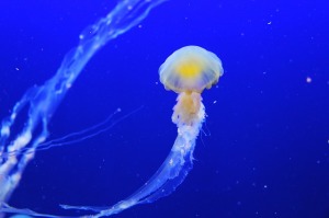 mare-medusa