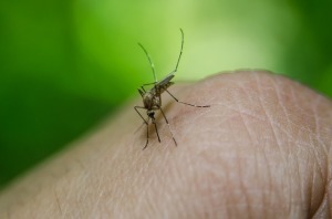 puntura-di-zanzara
