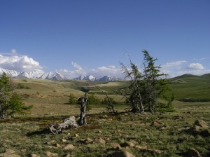 altai-relict-cnr