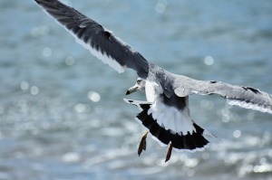 mare-uccelli-marini