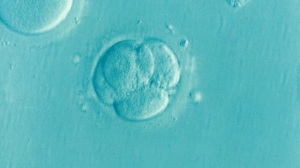 embrioni-fertilita-infertilita