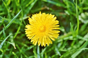 fiori-dente-di-leone