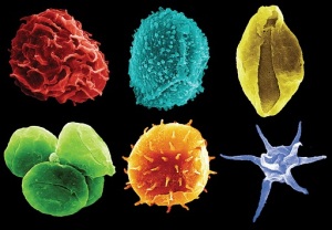 all-spores-pollen-and-plankton