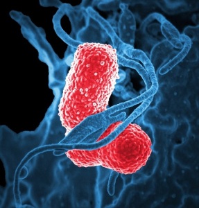 klebsiella-pneumoniae