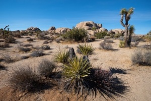 area-desertica-parco-nazionale-joshua-tree