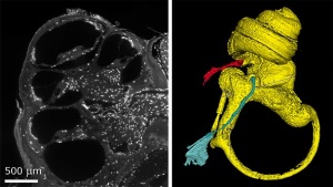 ImageJ=1.51u unit=inch min=28.0 max=65535.0