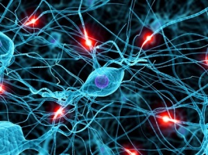 cervello-sinapsi