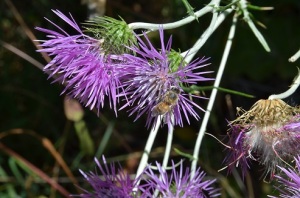 pollination-scuola-sant-anna-pisa